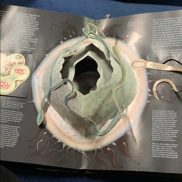 Educational three-dimensional book - Picture 3 of 5